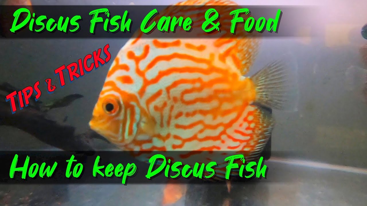 Water Balloons Elsa Anna Toddlers Pool Water Fun Floaties