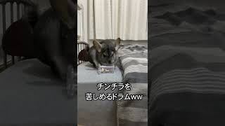 小動物用のおもちゃの突破方法が強引過ぎるチンチラww(#Shorts)【ころころドラム】