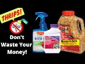 How to Get Rid of Thrips? common house plant pests | Thrip lifecycle