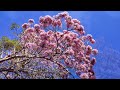 tabebuia rosea roble de sabana or pink trumpet tree costa rica 4k