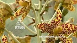 Giant 'Tiger orchid ' in Palode botanical garden , Trivandrum