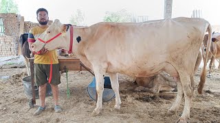 3 Cows for Sale, 3 ਗਾਵਾਂ ਵਿਕਾਊ