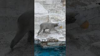 どこから前を見て歩いてるのかな～  ホッキョクグマのホウちゃん  《天王寺動物園》