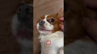 顔と耳が素晴らしいキャバリアキングチャールズスパニエル#cutedog #cavalier