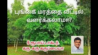 9443165504 - புங்கை மரத்தை வீட்டில் வளர்க்கலாமா? 5 ரூபாய் டாக்டர்..