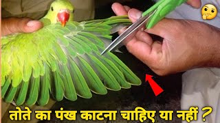 तोते का पंख काटना चाहिए या नहीं ? || How to Trim Parrot Wings #birdscareandinfo