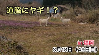 『歩いて日本一周』するのにどれくらいの「歩数」「日数」「値段」がかかるの？　　　　　3月13日（49日目）