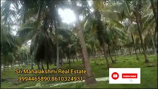 397) Pollachi Anaimalai 6 Acres Coconut Farm Cut Road Based |#srimahalakshmirealestate