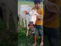 funny comedy videos #trending shorts #funnycow #short video #cow #shortsviral #comedy