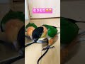 【待ってほしい飼い主vs待てるわけない愛鳥🐤🙆‍♀️😃】シロハラ色羽と睦月待つって何よ？ シロハラインコ caique ズグロシロハラインコ セキセイインコ インコ