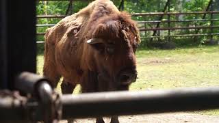 アメリカバイソン　お食事タイムとスポットガイド　おびひろ動物園　2018.5.30