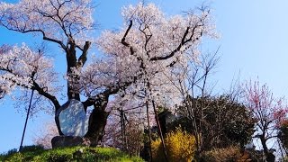 2016年南信州の桜巡り　獅子塚お立符の桜