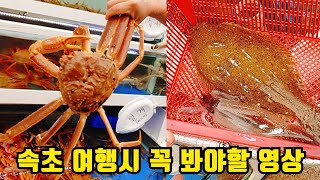 속초여행 대포항 어시장에서 대게+회+해산물 배터짐주의😂 수율100프로!! Snow crab Rawfish Seafood 현희네활어횟집