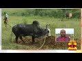 ஜல்லிக்கட்டுக்கு காளைகளை தயார்படுத்தும் உரிமையாளர்கள் jallikkattu