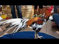 Pure Barazilian Aseel Rooster best Collection793