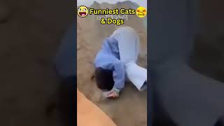 FUNNIEST CAT AND DOG VIDEOS 2023 😍 #shorts #cat #dog