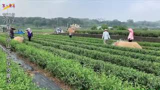 《茶の魔手》獅子頭山茶廠-1080717現採茶菁記實