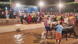 Kambala Race Bantwal Mangalore 2023