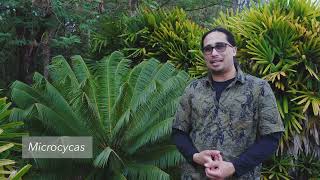 Cycad Walk at the University of Guam (2021)