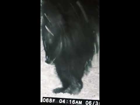 Rewind To One Of The Best Trail Cam Photos Of Bigfoot Ever Bigfoot Rewind To One Of The Best Trail Cam Photos Of Bigfoot Ever Bigfoot