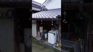 シェパード犬　さぁどっちに走る？#ボール遊び#屋根#キャッチャー