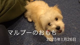 マルプーのおもち　2025年1月26日