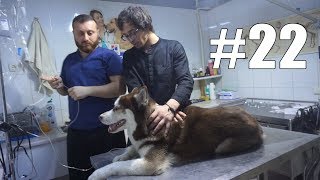 ტობი ავად არის... გადასხმები და ნემსები | VLOG #22