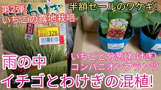 いちご(宝交早生)と分葱(わけぎ)の混植!