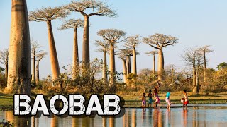 ❌Wonders of the ancient tree, baobab❌