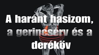 A haránt hasizom , a gerincsérv és a deréköv