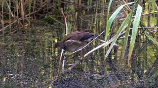 Młoda łyska zwyczajna (Fulica atra) - pielęgnacja (4K)