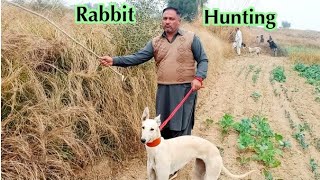 New Hare Hunting 2025 | Rabbit hunting 2025 | greyhound hunting 2025