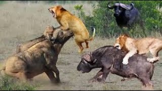 Shocking Moments Attacks African Lion vs Buffaloes #viral #lion #buffalo #cats #video #animals