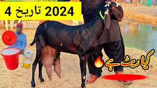 Goat video latest 🔥 Pregnant bakri Lala ka naya Mal 😱 kya kimat hai Business video 😴 2024