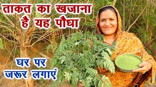 यह पौधा कई बीमारियां ठीक करता है घर पर जरूर लगाएं, Natural Moringa || Technical Farming ||