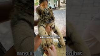 Anak harimau ini awalnya di buIIy oleh anak Beruang, tapi akhirnya