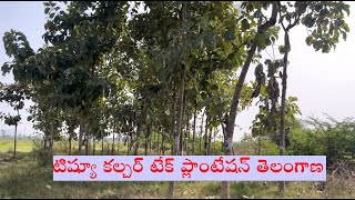 !! టిష్యూ కల్చర్ టేక్ ప్లాంటేషన్ తెలంగాణ !! Tissue culture Teak Plantation Telangana !!