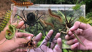 hunting insect and spider in the wild‼️catch praying mantis, golden orb spider,caterpillar,tarantula