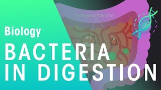 Bacteria in digestion | Physiology | Biology | FuseSchool