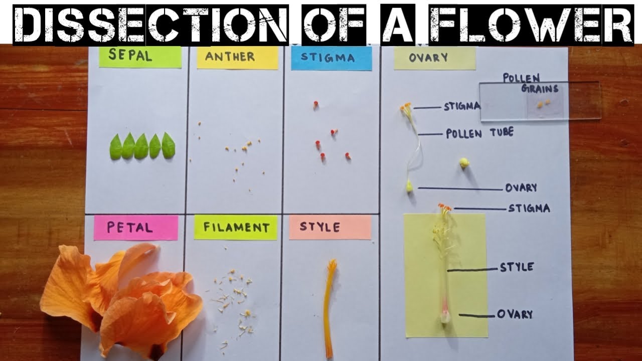 How To Dissect A Flower And Identify The Floral Parts & Mount Pollen ...