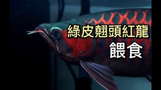 綠皮翹頭紅龍吃冷凍蝦→麥之龍日常餵食 #2 AK綠皮紅龍40cm ft. feeding time arowana Conservation