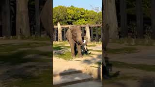 閉園後にバイバイしてくれるゾウさん