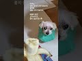 🍌바나나도 마음대로 못먹고😭 🌈펫로스 증후군 pet loss syndrome shorts