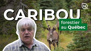 La situation du caribou forestier au Québec