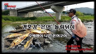 육봉은어陸封香魚_경호강 은어놀림낚시_수박향이 나는 은어_Grilled Sweetfish #2