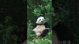 胖崽：啊，累了！（变成一个小乌堆） #大熊猫花花 #cute #cutepanda #国宝大熊猫