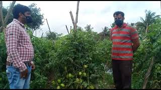 AMBHAREESH, Hybrid Summer Tomato, Farmer Feedback, Pandavapura,Mandya, KARNATAKA.