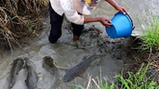 Net Fishing In Battambang Province   Khmer Cast Net Fishing  Cambodia Traditional Fishing  (Part 82)