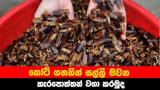 කැරපොත්තන් වගාකරන ගොවිපලක්