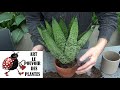 Jardinage: Sansevieria trifasciata Baïonnette plant: Arrosage et entretien plante verte